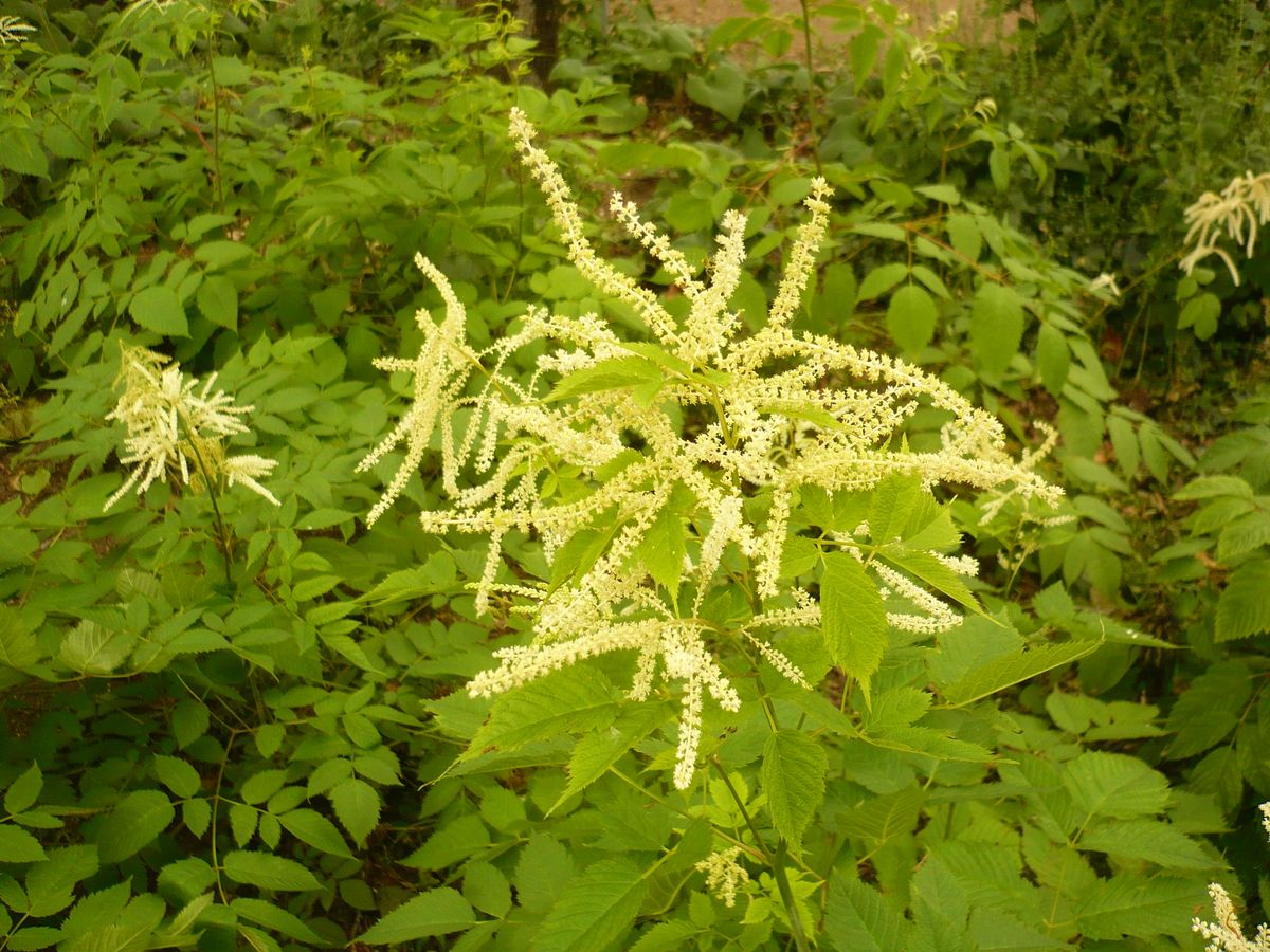 Aruncus dioicus (Rosaceae)
